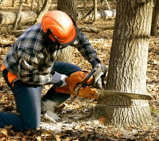 Tree Removal in Bolton, NC